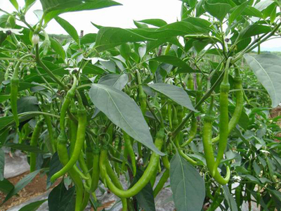 家園村現(xiàn)代農(nóng)業(yè)蔬菜基地日產(chǎn)小辣椒1000余斤