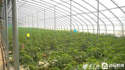非凡十年·東營(yíng) 墾利區(qū)"田之源"鹽堿地綜合利用創(chuàng)新示范區(qū)引領(lǐng)鄉(xiāng)村振興